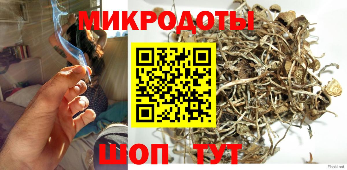 Карасук  Псилоцибиновые грибы Psilocybe  Вход с VPN 